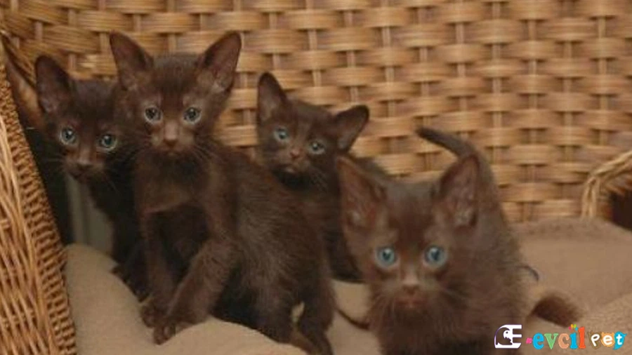 Havana Brown Genetik Sağlık Sorunları