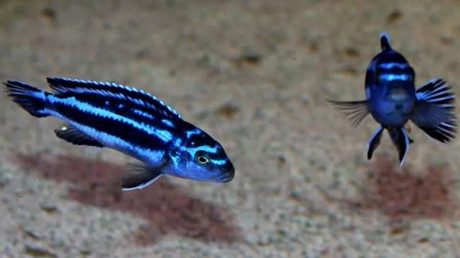 Melanochromis Cyaneorhabdos (Maingano) akvaryumu