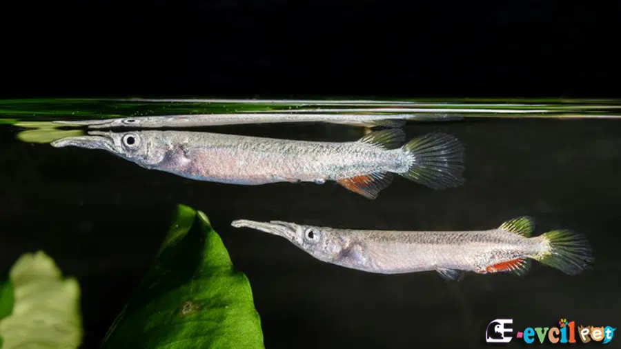 Dermogenys pusillus (Halfbeak) Erkek ve Dişi