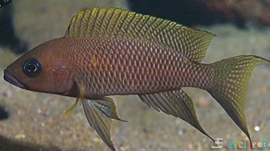 Neolamprologus Falcicula Erkek