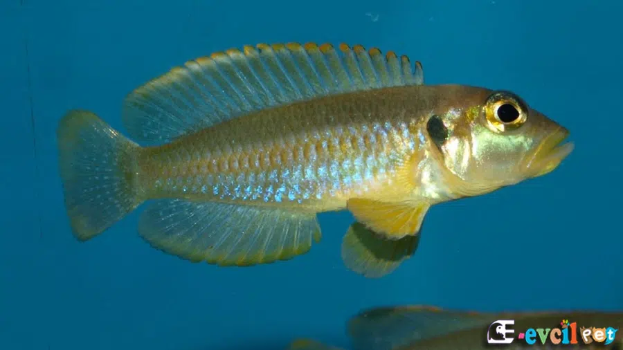 Lamprologus ocellatus (Ocellatus) Dişi