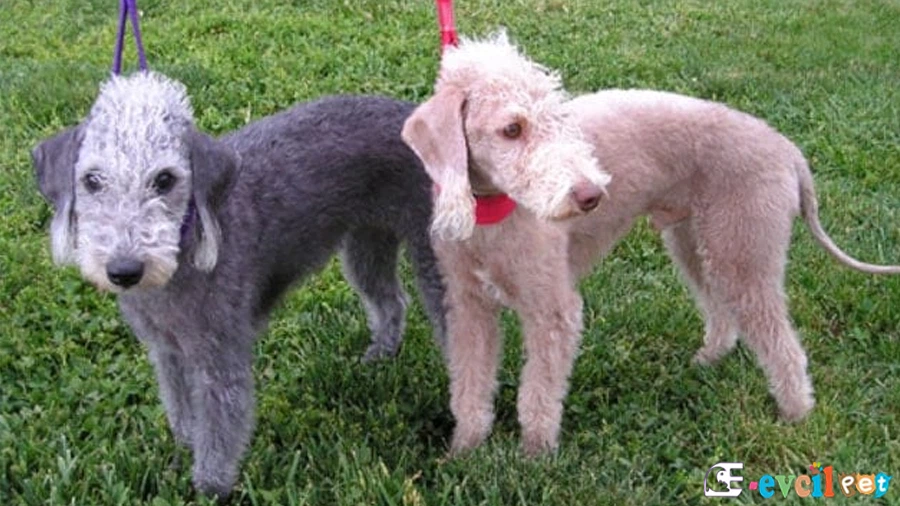 Bedlington Terrier Bakımı ve Beslenmesi