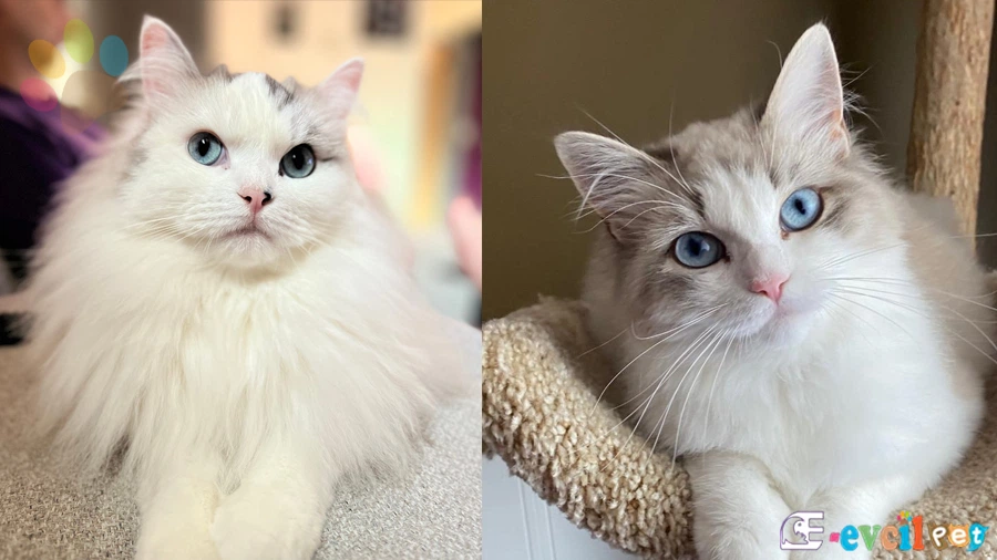 Ragamuffin Temel Eğitimi ve Tuvalet Eğitimi