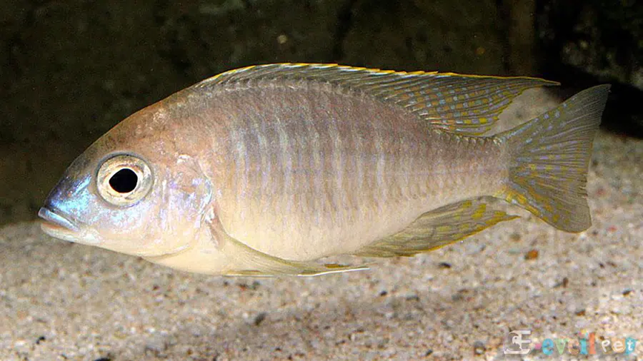 Lethrinops lunaris Dişi