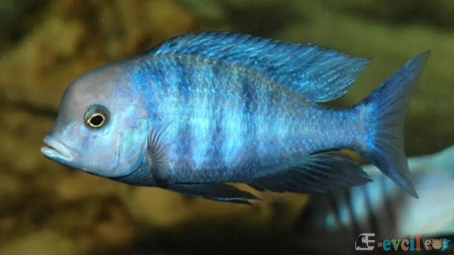 Tramitichromis brevis Akvaryumu