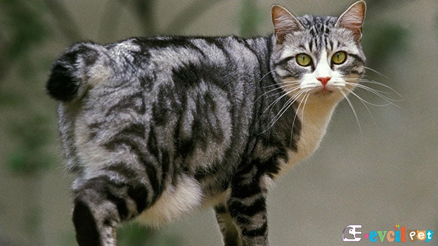 Japon Bobtail Bakımı ve Beslenmesi