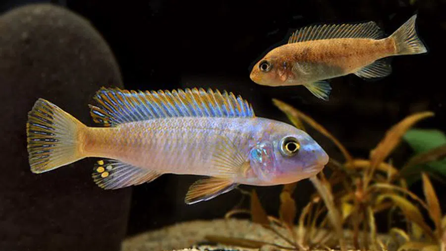 Labeotropheus Trewavasae Akvaryumu Erkek ve Dişi