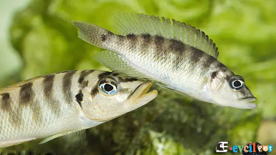 Altolamprologus fasciatus Erkek ve Dişi