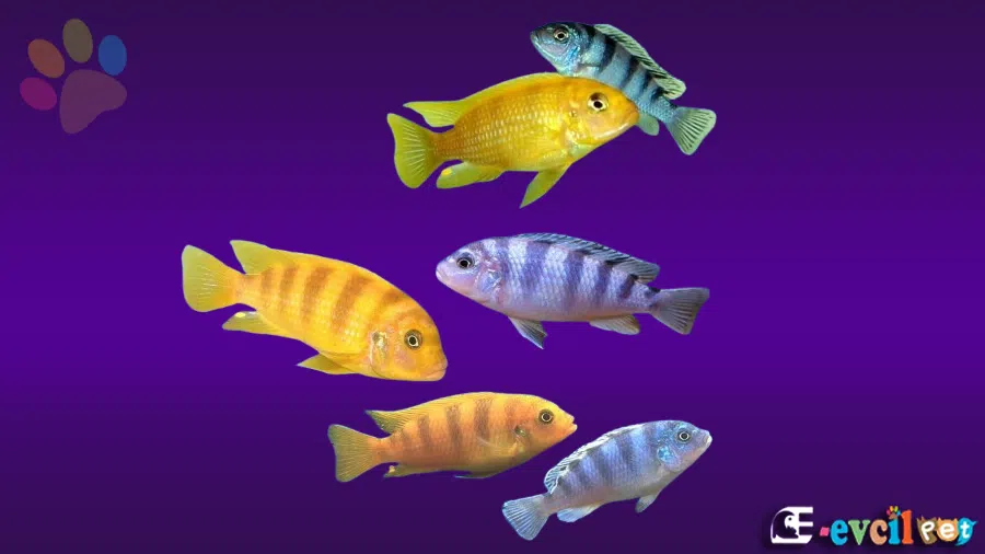 Maylandia lombardoi (Kenyi)