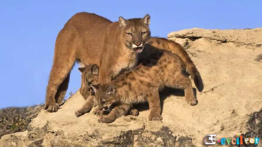 Dağ Aslanı (Puma) Yavruları ile birlikte