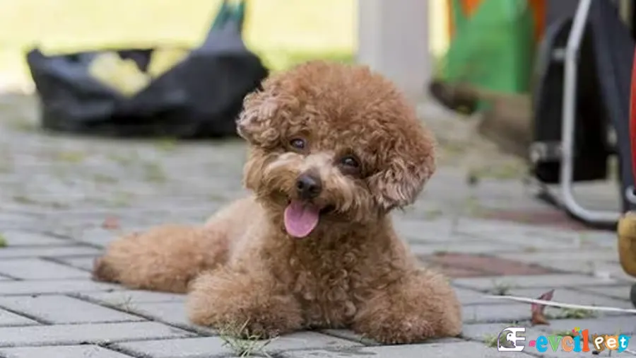 Toy Poodle Kahverengi Kaldırımda