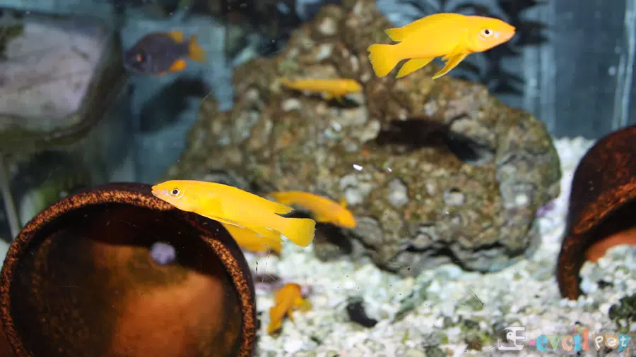 Limon Cichlid (Neolamprologus leleupi) Akvaryum Dizaynı