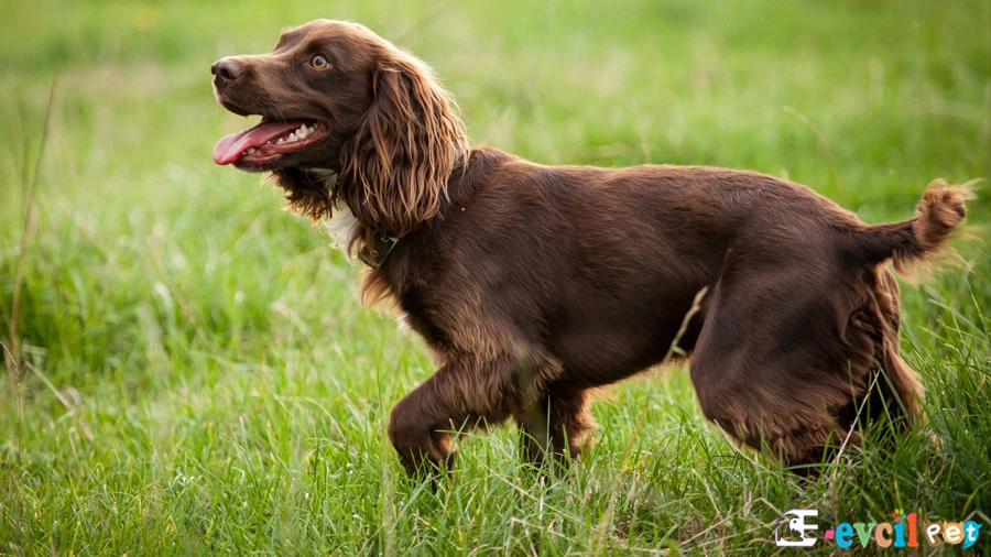 Boykin Spaniel Boykin Spaniel Karakter Özellikleri