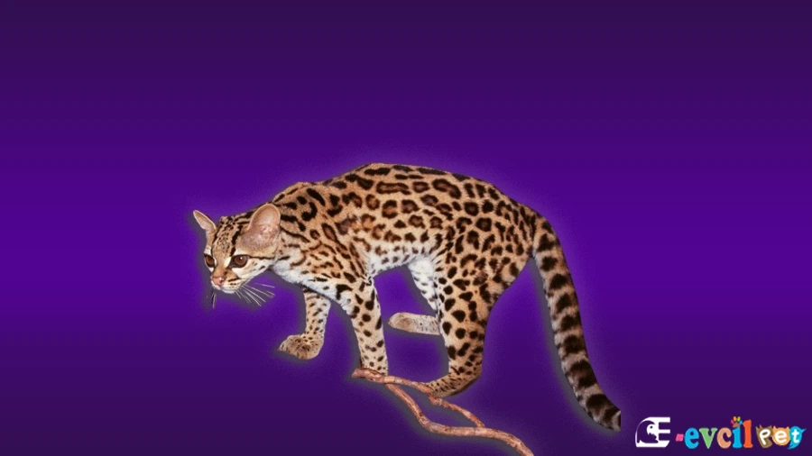 Margay Kedisi
