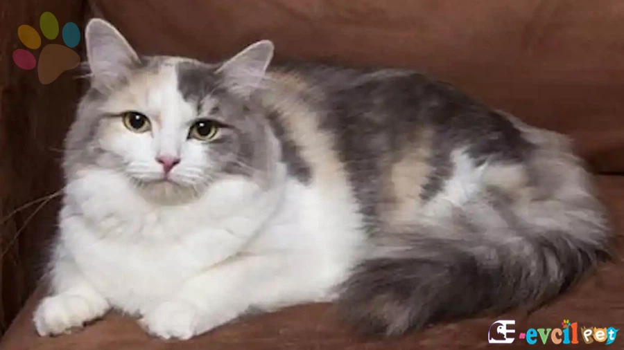 Ragamuffin Bakımı ve Beslenmesi