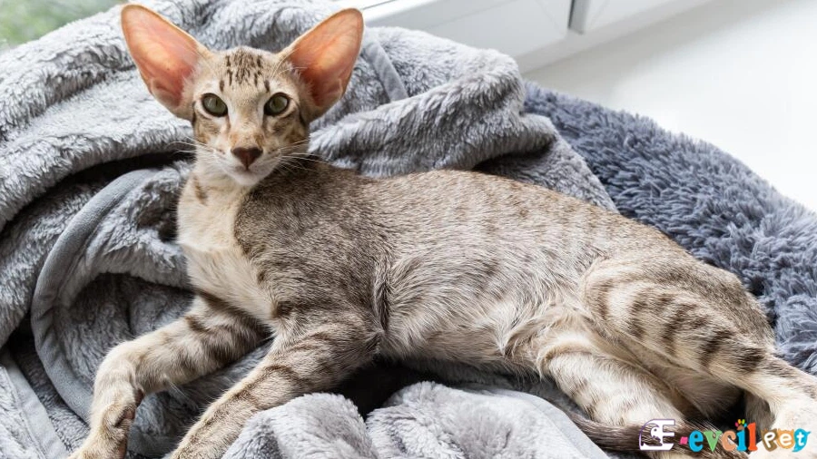 Oriental Shorthair Fiziksel Özellikleri