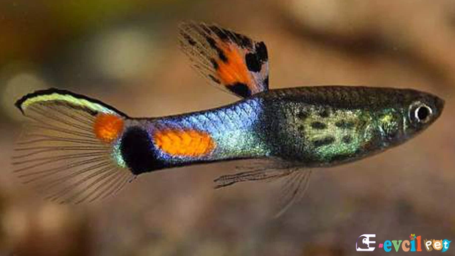 Poecilia Wingei (Endler)