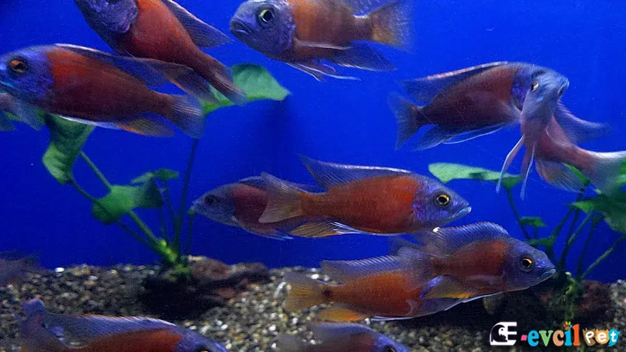 Copadichromis Borleyi Sürü