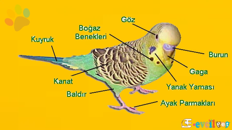 Muhabbet Kuşu Anatomisi