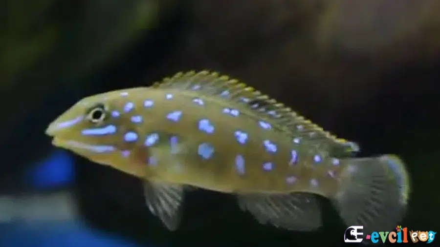 Tanganicodus irsacae Akvaryumu