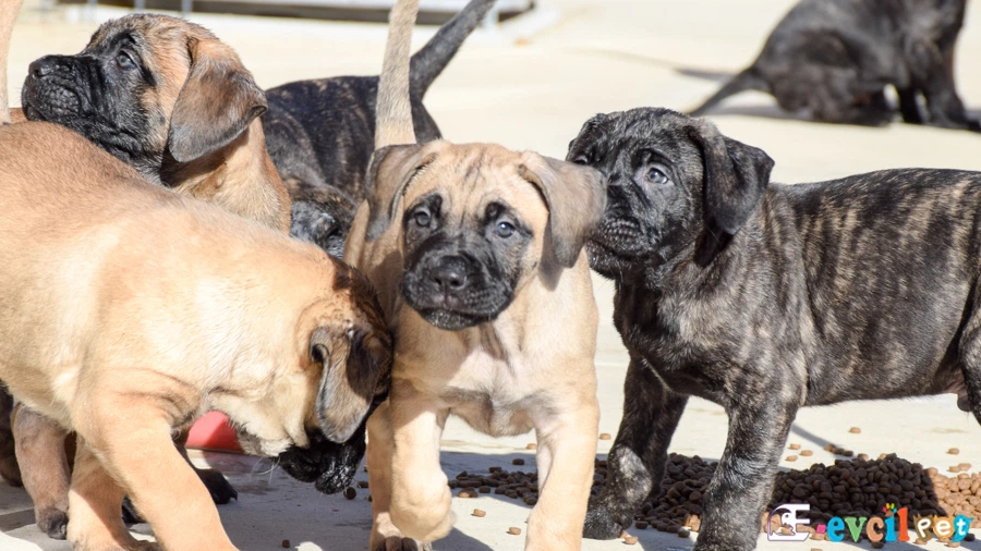 Perro de Presa Canario (Kanarya Mastiff)