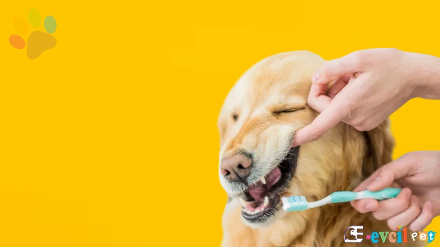 Köpeklerde Diş Bakımı