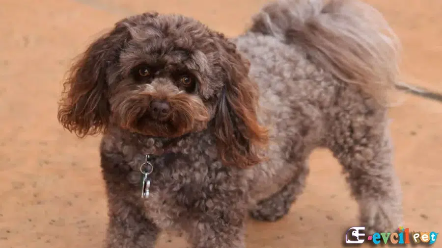 Pomapoo