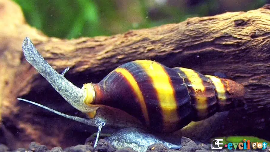 Bitkili Akvaryumda Katil Salyangoz