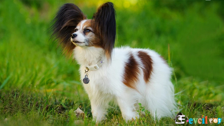 Papillon Papillon Fiziksel Özellikleri