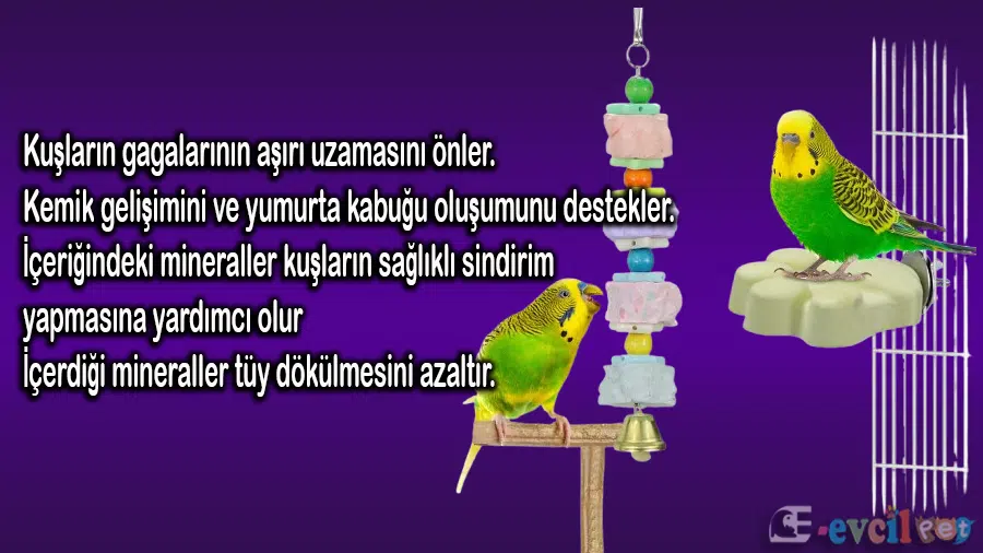 Muhabbet Kuşu Gaga Taşı Faydaları