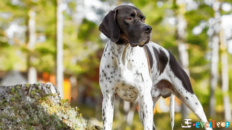 English Pointer Bakımı ve Beslenmesi