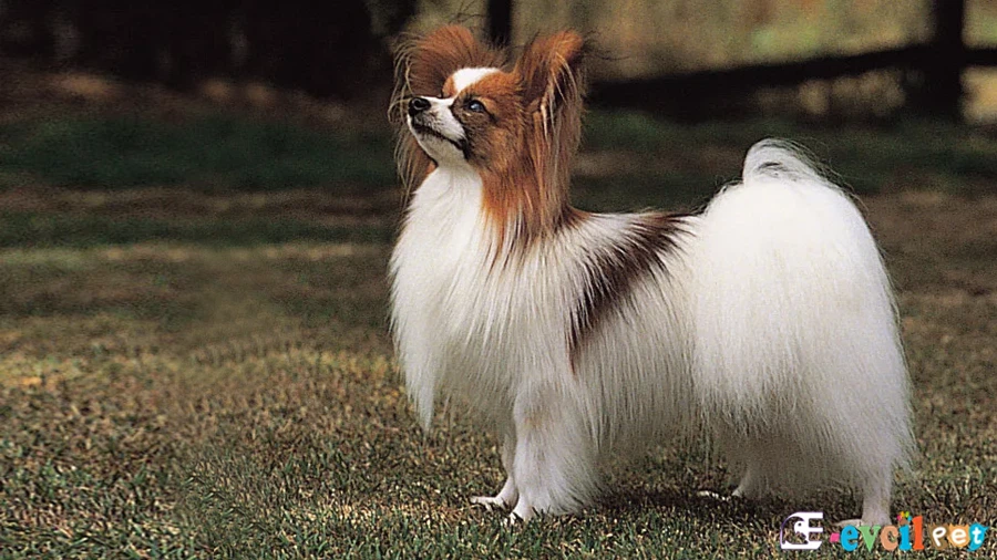 Papillon Papillon Bakımı ve Beslenmesi