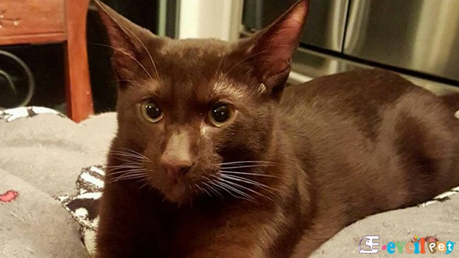 Havana Brown Fiziksel Özellikleri