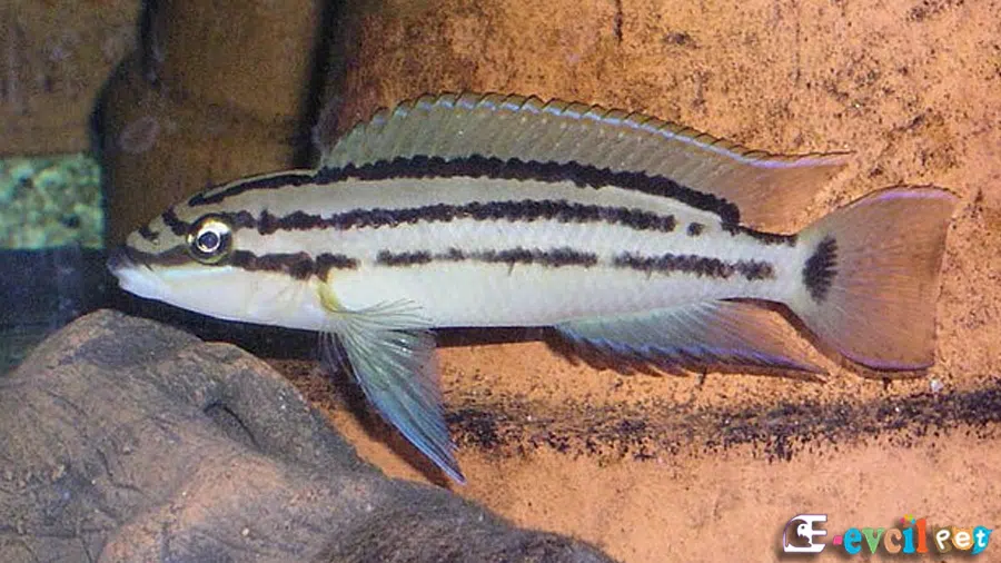 Chalinochromis sp.'Ndobhoi'