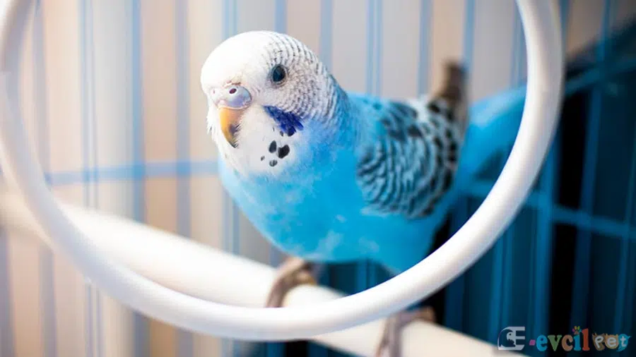 Yavru Mavi Muhabbet Kuşu 