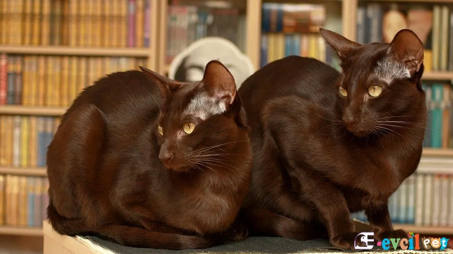 Havana Brown Bakımı ve Beslenmesi