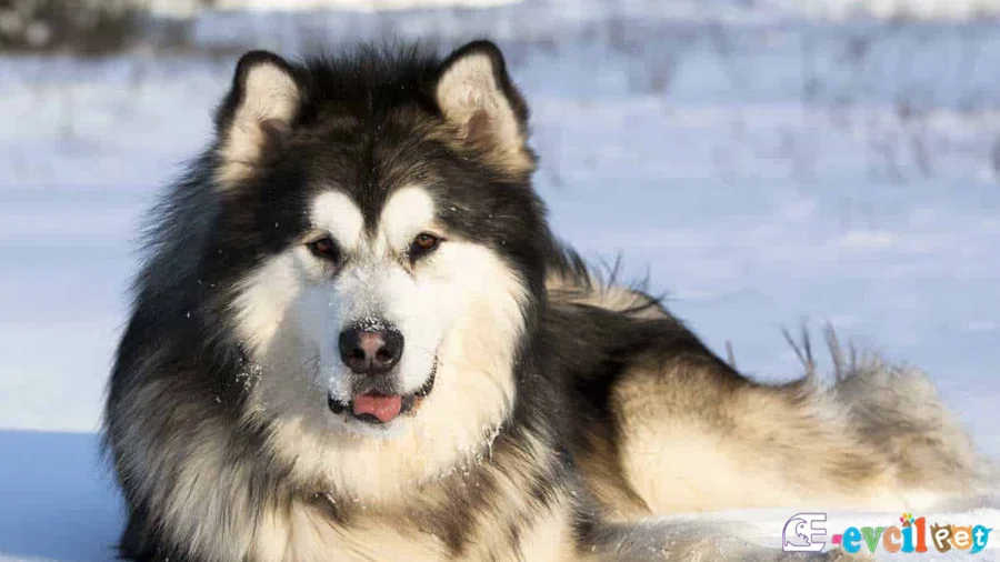 Alaskan Kurdu Malamute Fiziksel Özellikleri