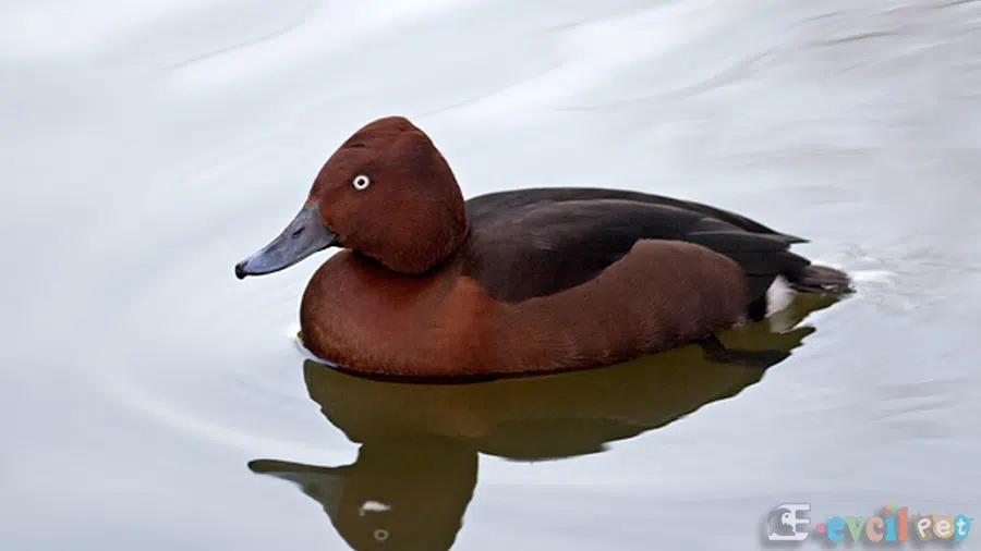 Pasbaş patka (Aythya nyroca)