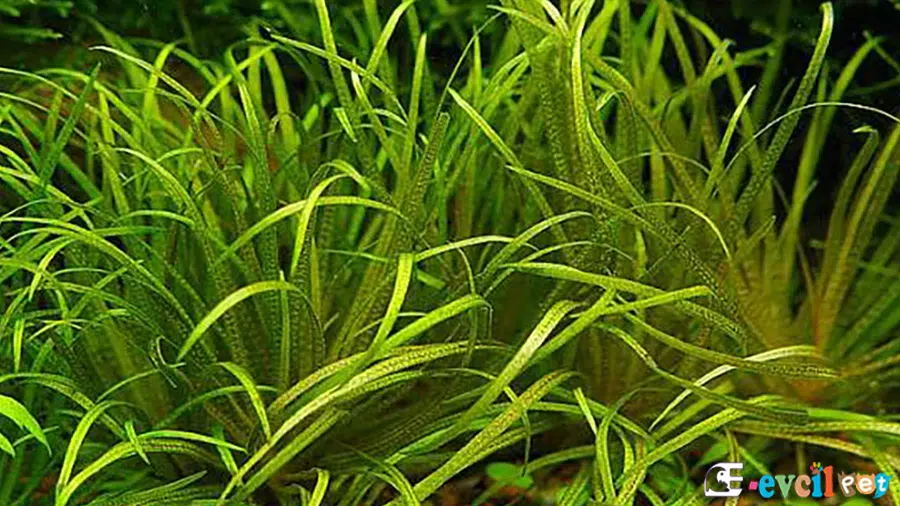 Blyxa Japonica Bitkisi