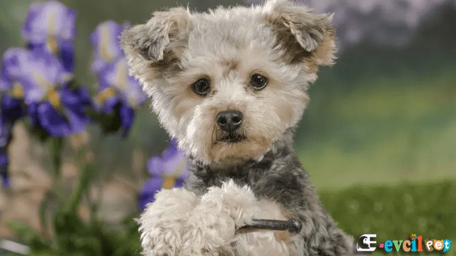Yorkipoo