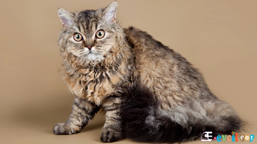 Selkirk Rex Kedisi