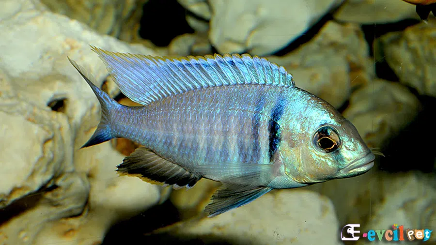 Elektra Cichlid (Placidochromis electra)