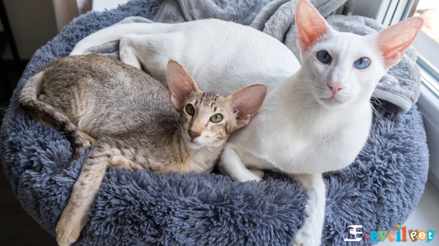 Oriental Shorthair Bakımı ve Beslenmesi