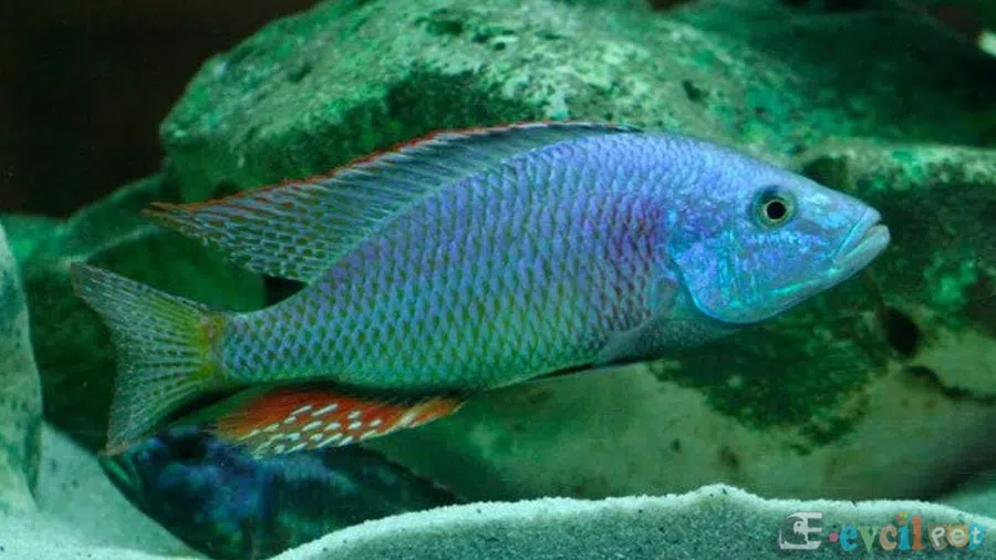 Dimidiochromis strigatus Yakın Çekim Akvaryumda