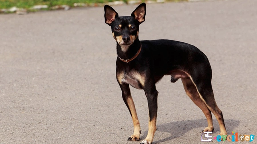 Toy Manchester Terrier