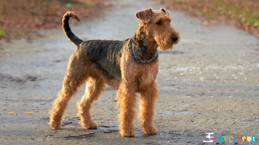 Airedale Terrier Airedale Terrier Karakter Özellikleri