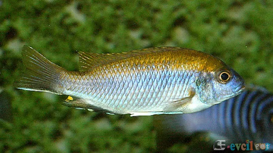 Gephyrochromis lawsi Akvaryumu
