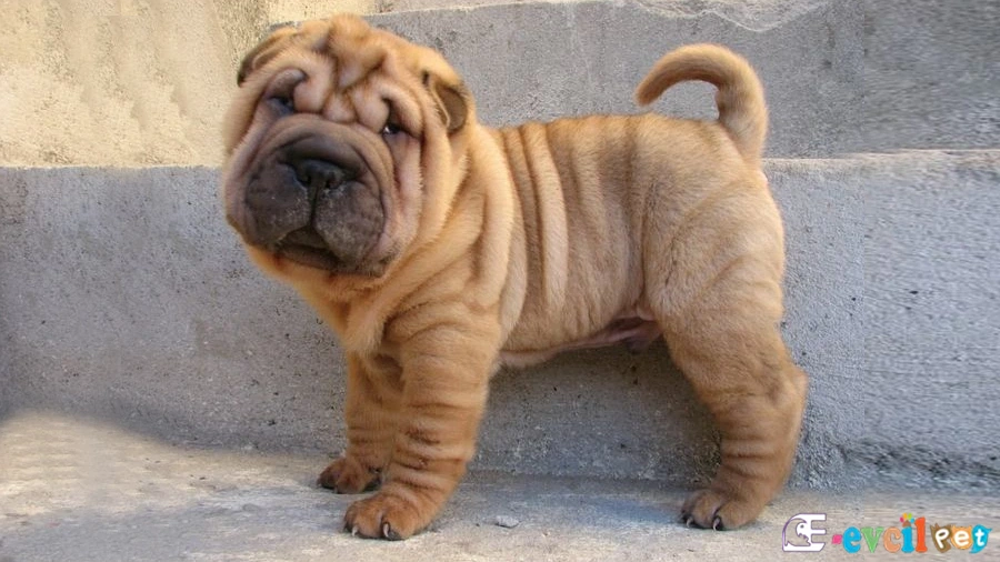 Chinese Shar Pei