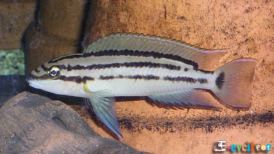 Chalinochromis popelini Erkek