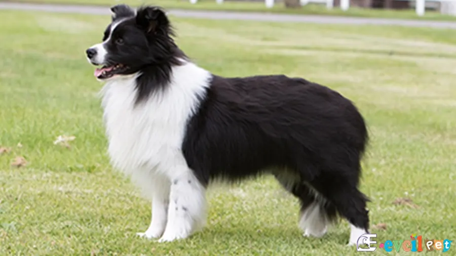 Border Collie Karakter Özellikleri